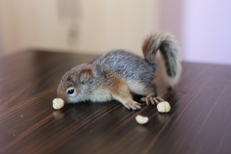 Anneleri ölen yavru sincaplar, biberonla besleniyor