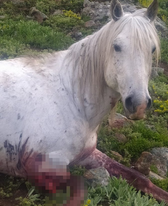 Bacağı kopan yılkı atı feci şekilde can verdi