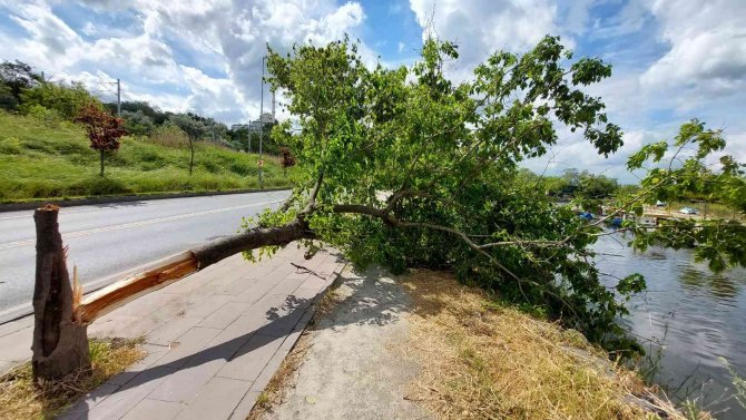 fırtına ağacı devirdi