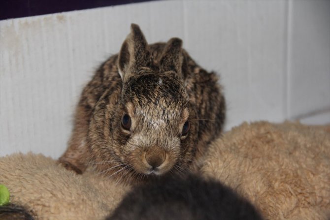Köpeklerden kaçan tavşan yavrusuna kedi annelik ediyor