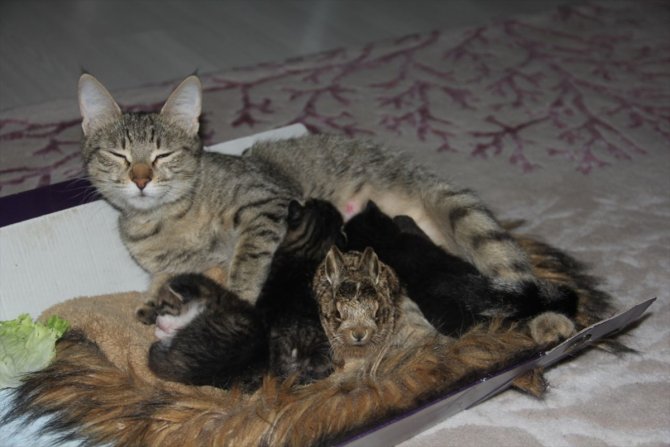 Köpeklerden kaçan tavşan yavrusuna kedi annelik ediyor