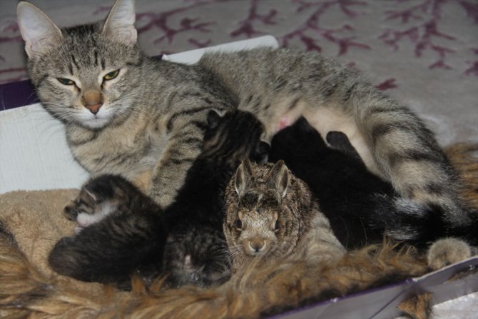 Köpeklerden kaçan tavşan yavrusuna kedi annelik ediyor