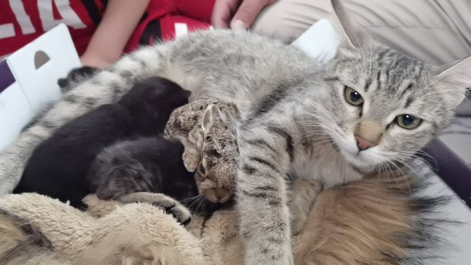 Köpeklerin saldırısından kurtarılan yabani yavru tavşana kedi annelik yapıyor