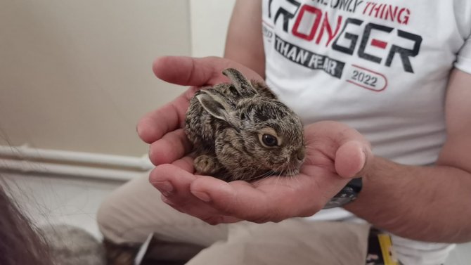 Köpeklerin saldırısından kurtarılan yabani yavru tavşana kedi annelik yapıyor