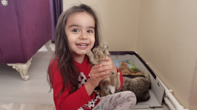 Köpeklerin saldırısından kurtarılan yabani yavru tavşana kedi annelik yapıyor