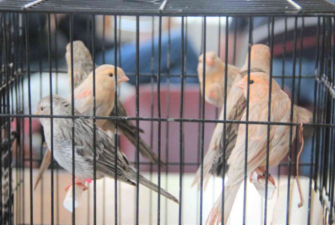 Kuş meraklıları buluştu