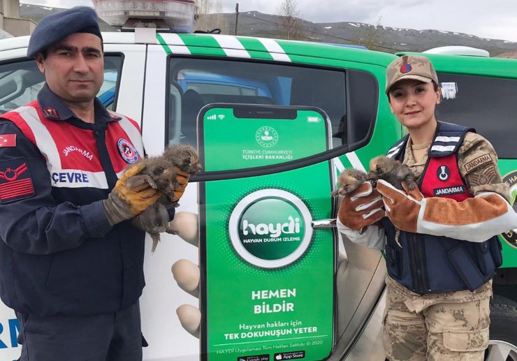 Anneleri ölen tilki yavrularına karakoldaki köpek süt annelik yaptı