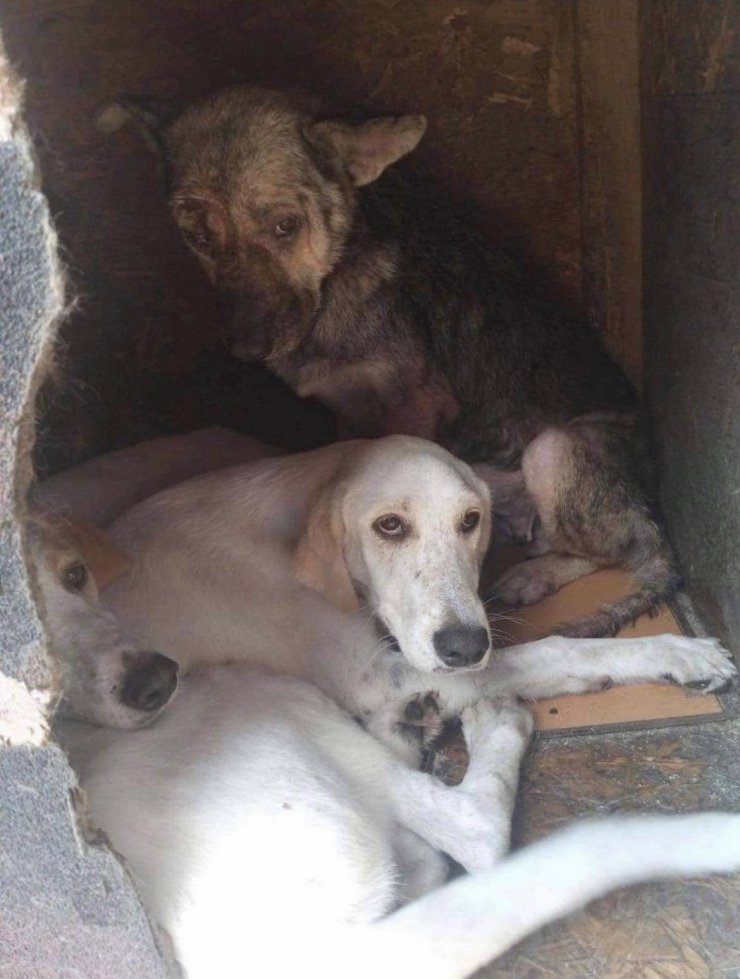 Sosyal medya kaderini değiştirdi; ‘Poppy’ Zonguldak’tan Londra’ya gitti  