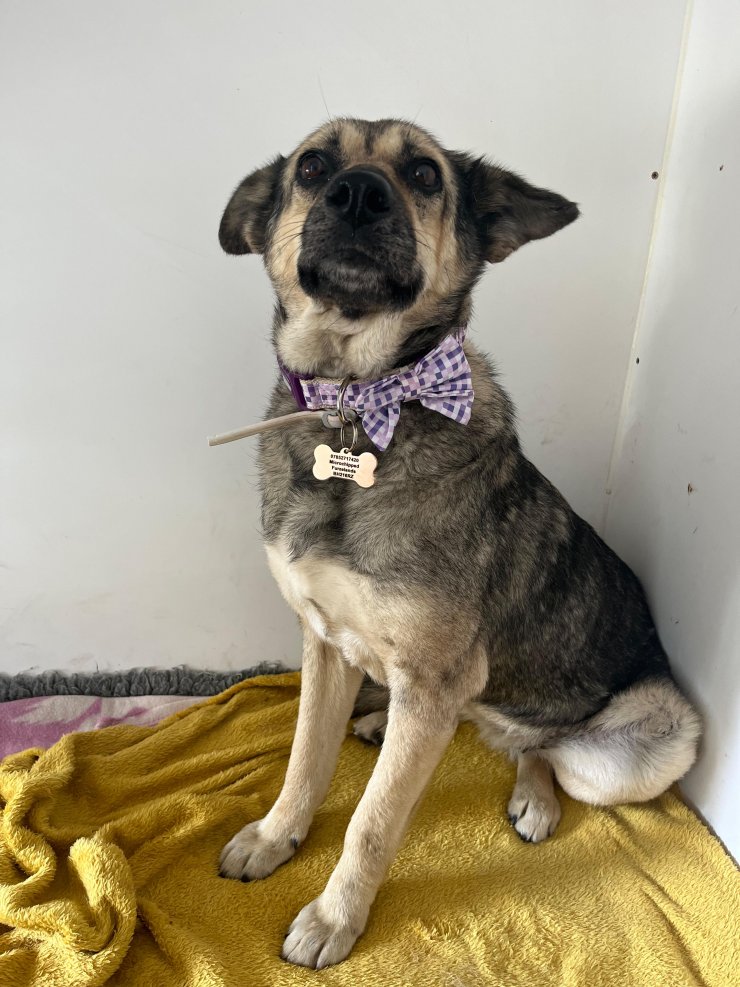 Sosyal medya kaderini değiştirdi; ‘Poppy’ Zonguldak’tan Londra’ya gitti  