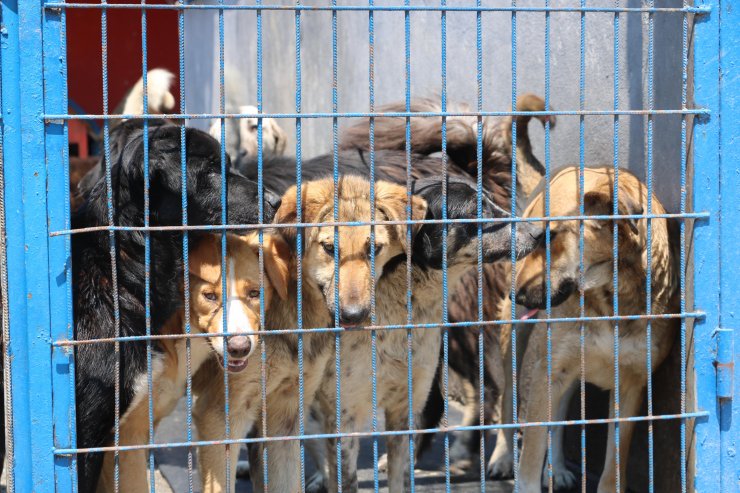 Sosyal medya kaderini değiştirdi; ‘Poppy’ Zonguldak’tan Londra’ya gitti  