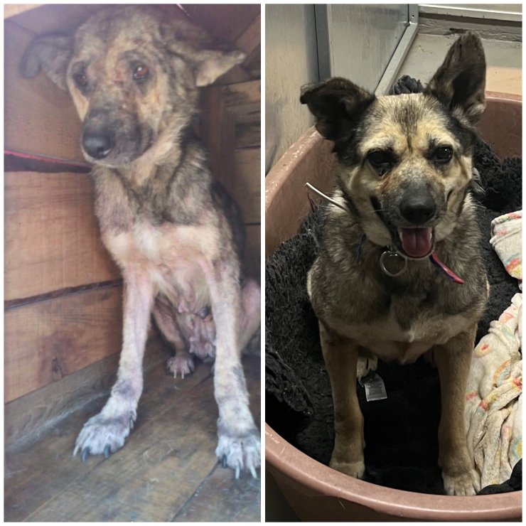 Sosyal medya kaderini değiştirdi; ‘Poppy’ Zonguldak’tan Londra’ya gitti  