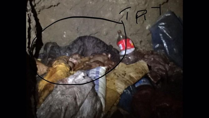 Çürümeye yüz tutmuş 3 bin 660 kilo at eti ele geçirildi