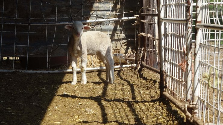 Prof. Dr. Akmaz: Konya havzasındaki küçükbaş sayısında yüzde 60 azalma var