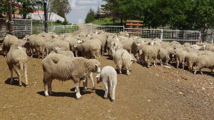 Prof. Dr. Akmaz: Konya havzasındaki küçükbaş sayısında yüzde 60 azalma var
