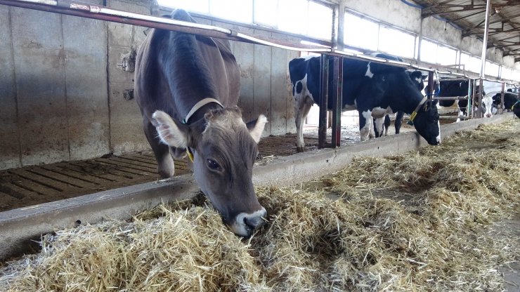 Prof. Dr. Akmaz: Konya havzasındaki küçükbaş sayısında yüzde 60 azalma var