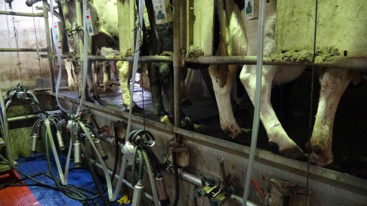 Prof. Dr. Akmaz: Konya havzasındaki küçükbaş sayısında yüzde 60 azalma var