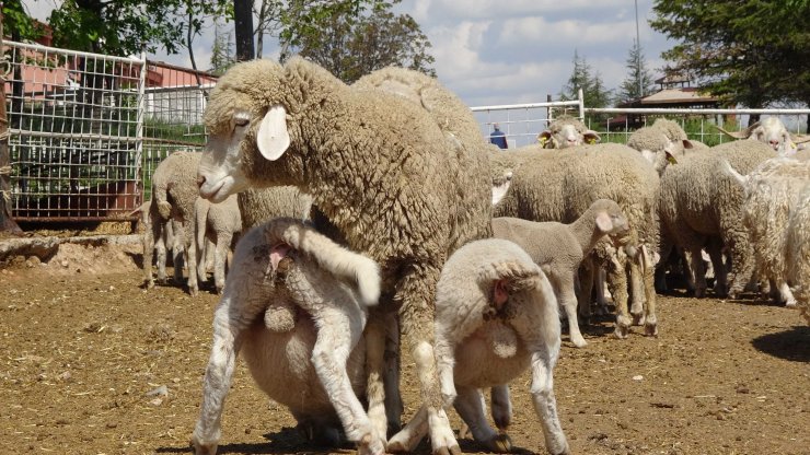 Prof. Dr. Akmaz: Konya havzasındaki küçükbaş sayısında yüzde 60 azalma var