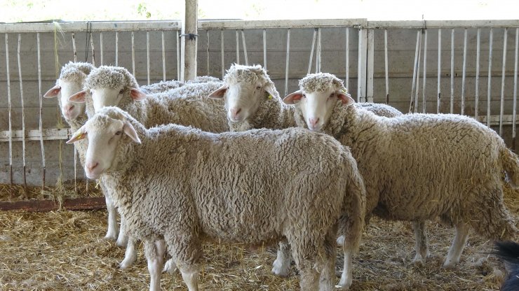 Prof. Dr. Akmaz: Konya havzasındaki küçükbaş sayısında yüzde 60 azalma var