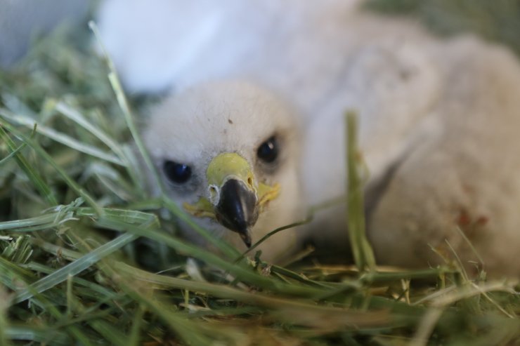 Yuvaları yıkılan 2 yavru kartal korumaya alındı