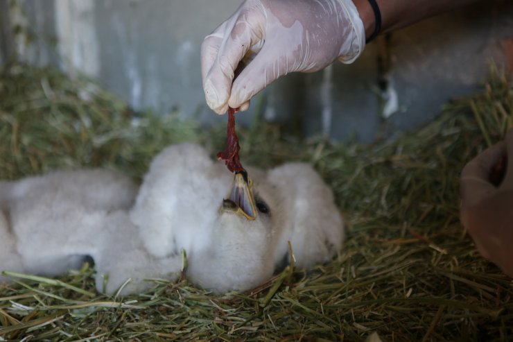 Yuvaları yıkılan 2 yavru kartal korumaya alındı