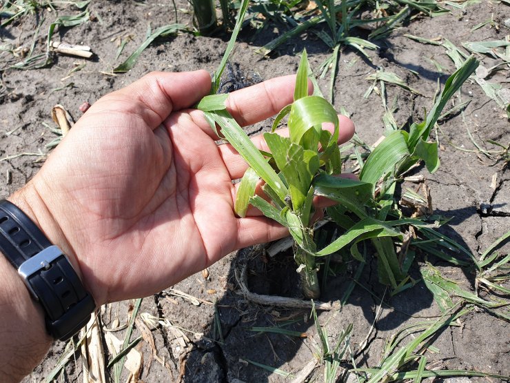 Bakan Yanık, Kadirli'de doludan zarar gören tarım alanlarını inceledi