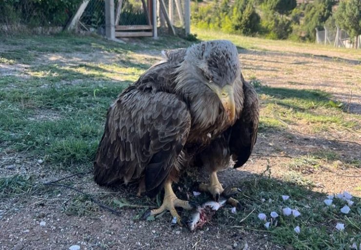 Uçamayan kartal tedavi altına alındı