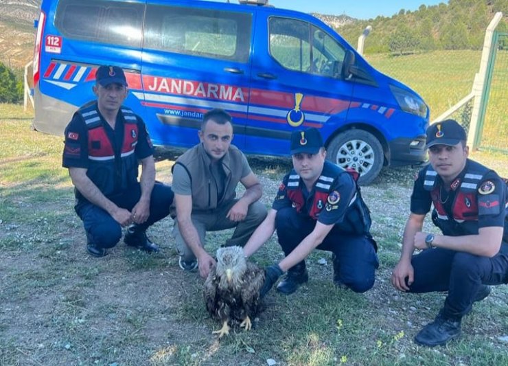 Uçamayan kartal tedavi altına alındı