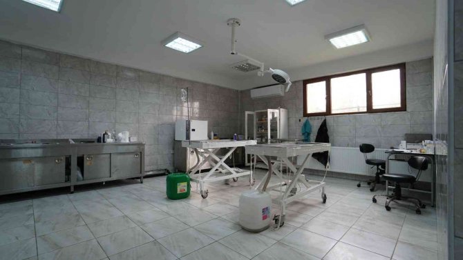 Bir hafta da 77 köpek kısırlaştırıldı