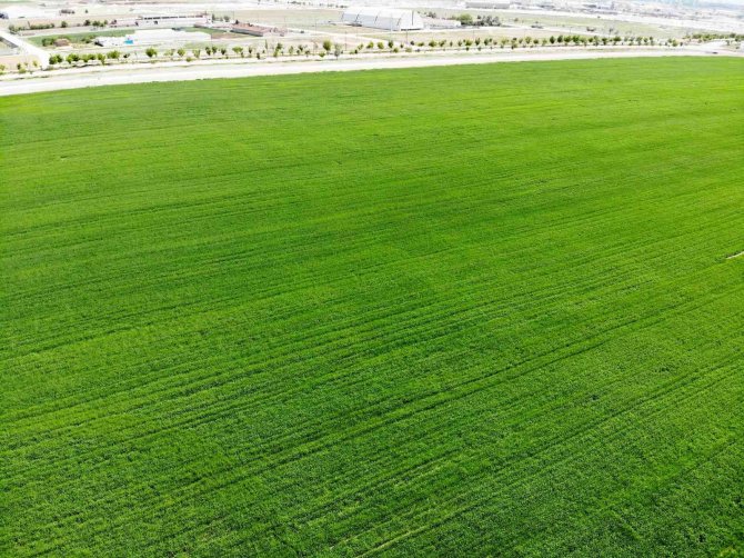 Hububatta hedef yerli tohumla üretimin artırılması