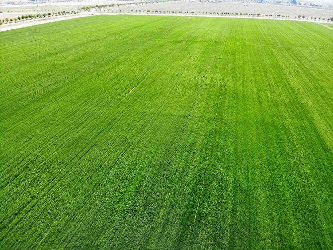 Hububatta hedef yerli tohumla üretimin artırılması