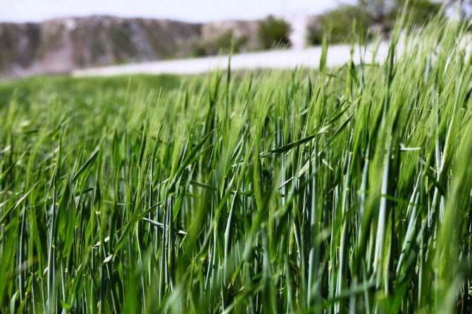 Hububatta hedef yerli tohumla üretimin artırılması