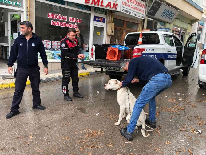 Yasaklı ırk köpeği direğe bağlayıp kaçtılar