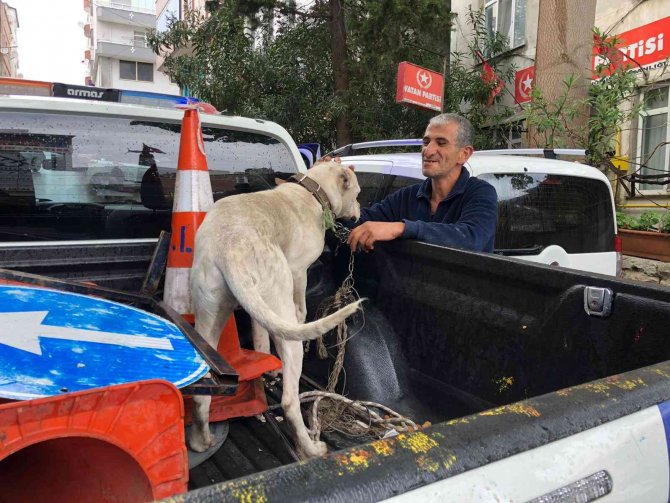 Yasaklı ırk köpeği direğe bağlayıp kaçtılar