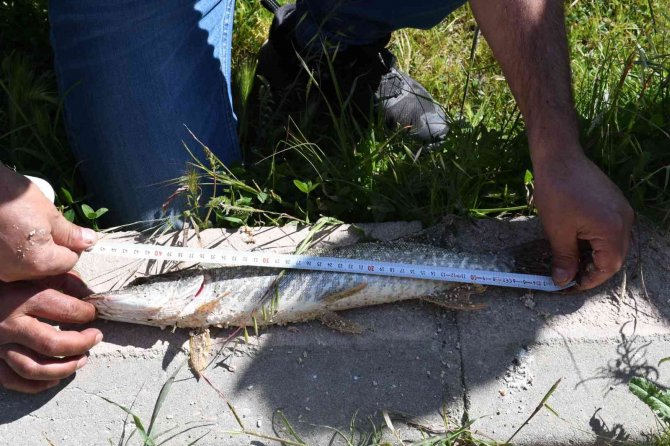1 buçuk metrelik dev yayın balığı görenleri hayrete düşürdü