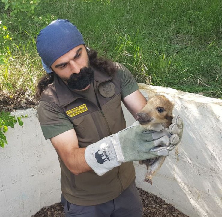 Boş havuza düşen domuz yavruları kurtarıldı