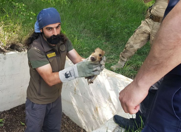 Boş havuza düşen domuz yavruları kurtarıldı
