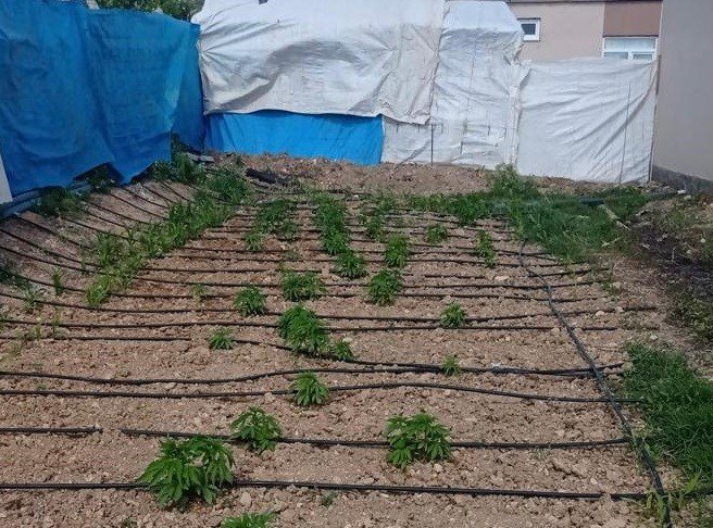 Evinin bahçesini kenevir tarlasına çeviren şahsa operasyon