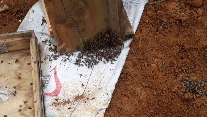 Aç kalan ayılar kovanları parçaladı