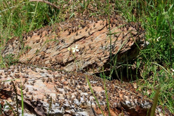 Çiftçilerin korkulu rüyası çekirgeler tarım arazilerini istila etti