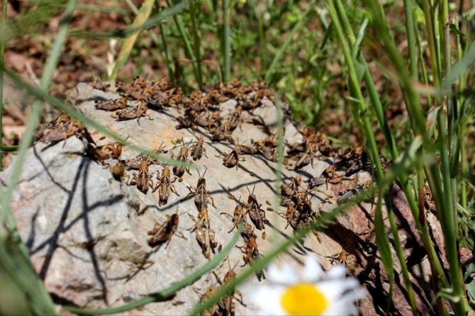 Çiftçilerin korkulu rüyası çekirgeler tarım arazilerini istila etti