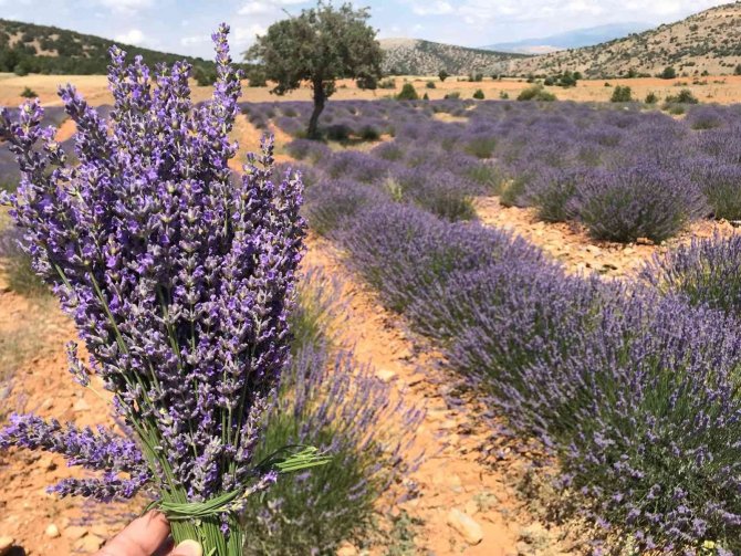 Hüyük’te lavanta üretimi artırılıyor