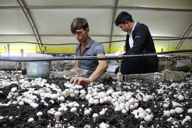 Meslek liseliler çiftçiliği hem sahada hem okulda öğreniyor