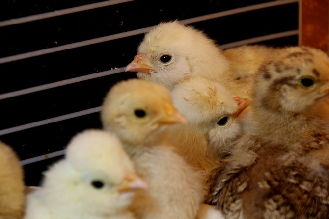 Meslek liseliler çiftçiliği hem sahada hem okulda öğreniyor