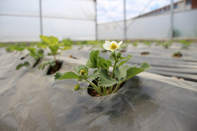 Meslek liseliler çiftçiliği hem sahada hem okulda öğreniyor