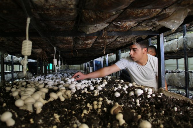 Meslek liseliler çiftçiliği hem sahada hem okulda öğreniyor