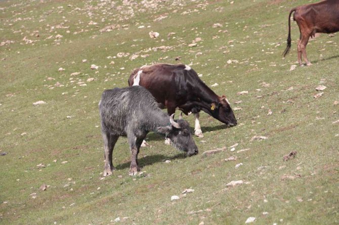 Manda sürüsünden kartpostallık görüntüler