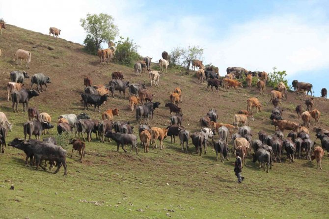 Manda sürüsünden kartpostallık görüntüler