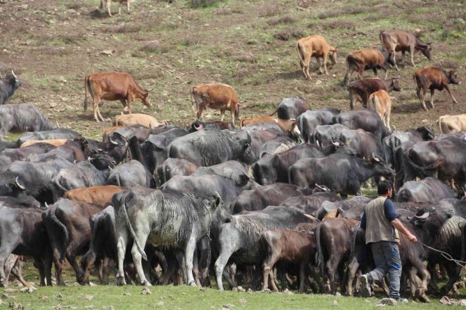 Manda sürüsünden kartpostallık görüntüler
