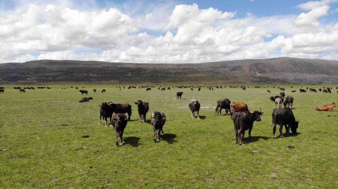 Manda sürüsünden kartpostallık görüntüler