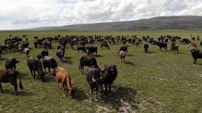 Manda sürüsünden kartpostallık görüntüler